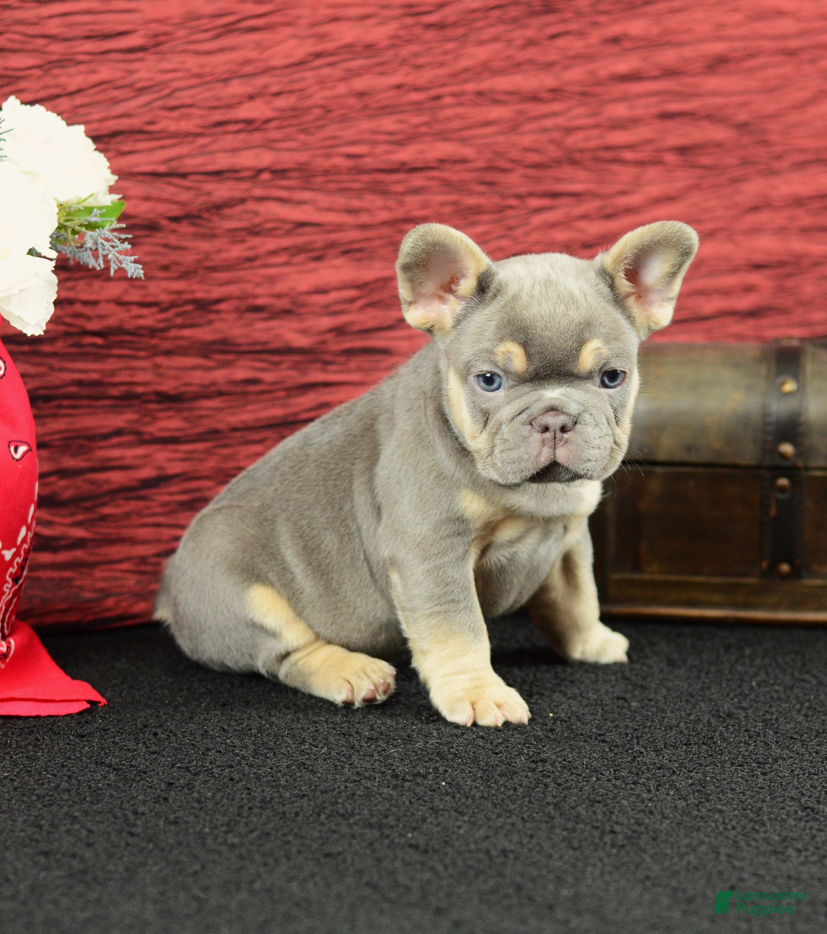 French Bulldog dogs Jax - Ad 2