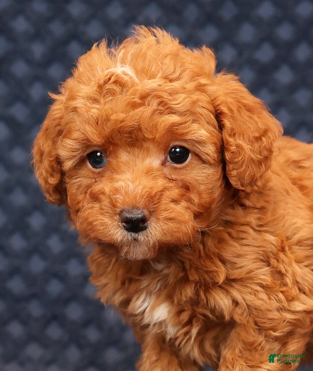 Miniature Poodle dogs for sale: Franklin - Ad 9