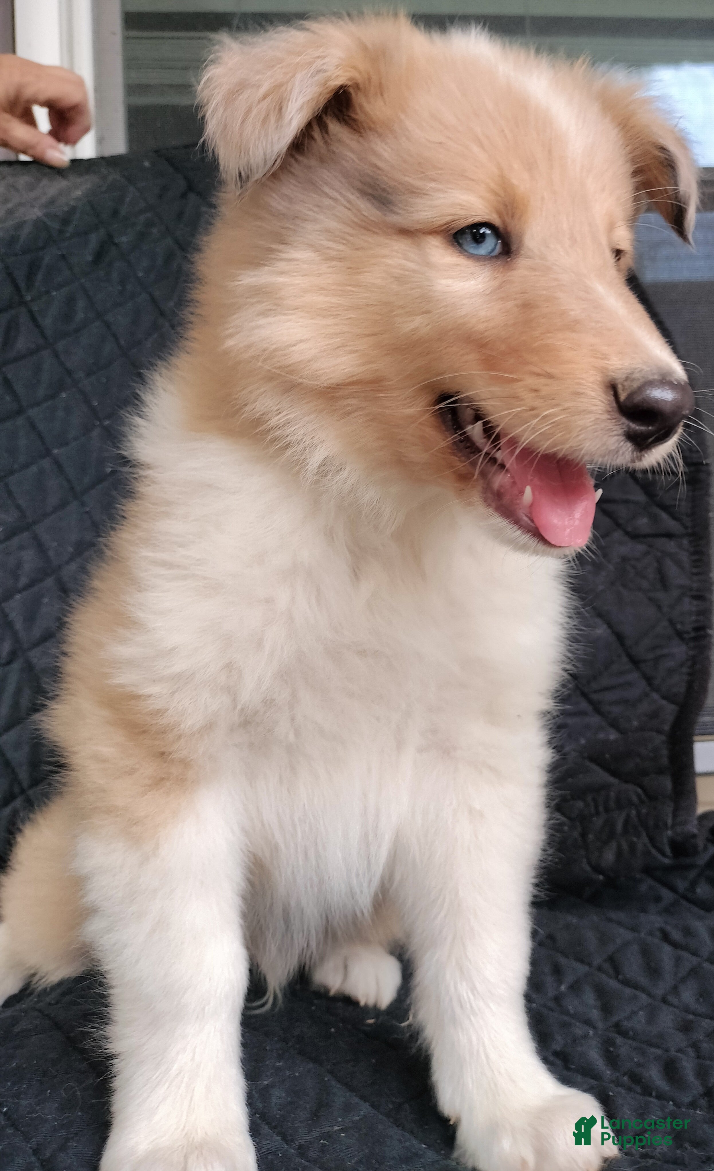 Collie dogs Skylar - Ad 3
