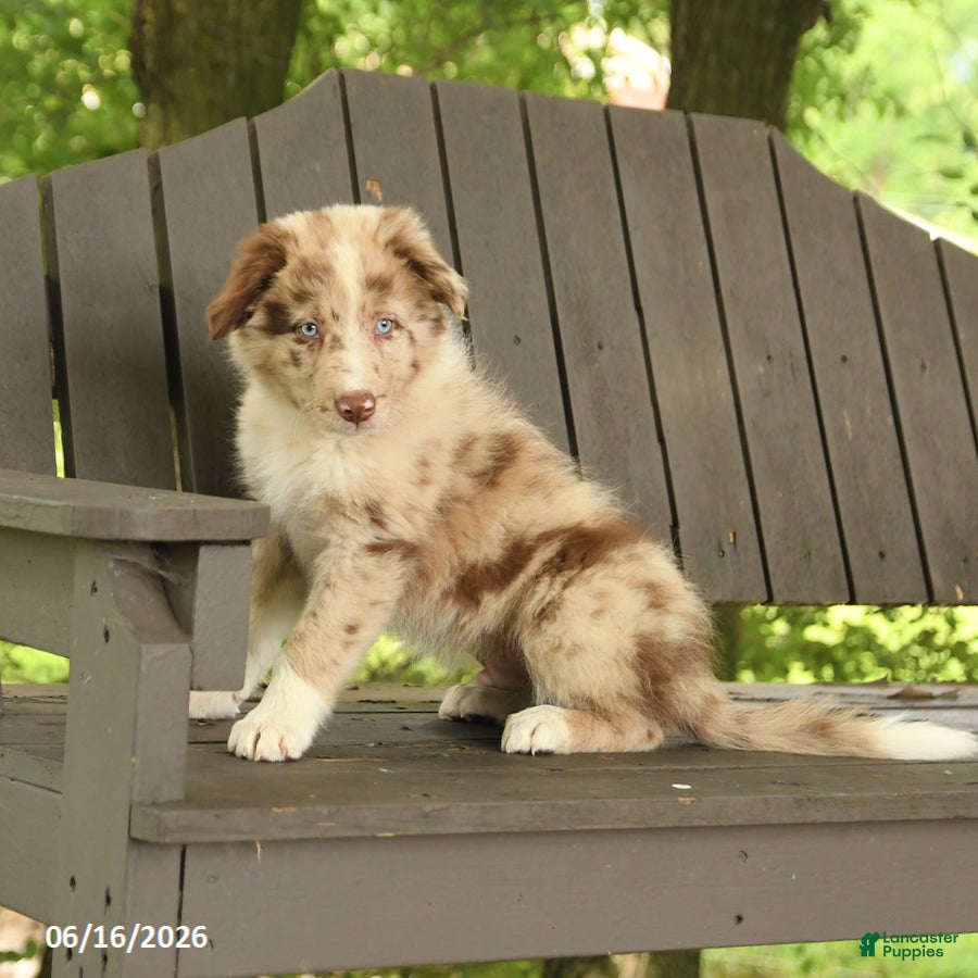 Border Collie dogs Max - Ad 2