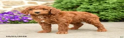 Mini Goldendoodle dogs for sale: Toby  - Ad 4
