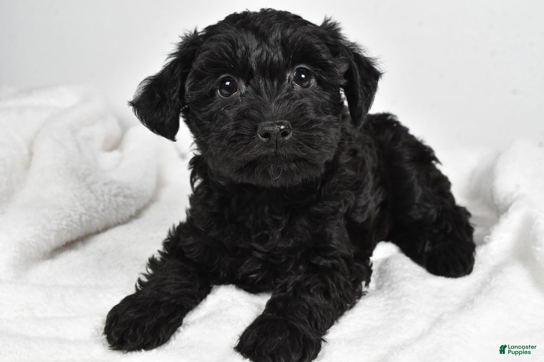 Mixed Breed dogs for sale: Clover - Ad 3