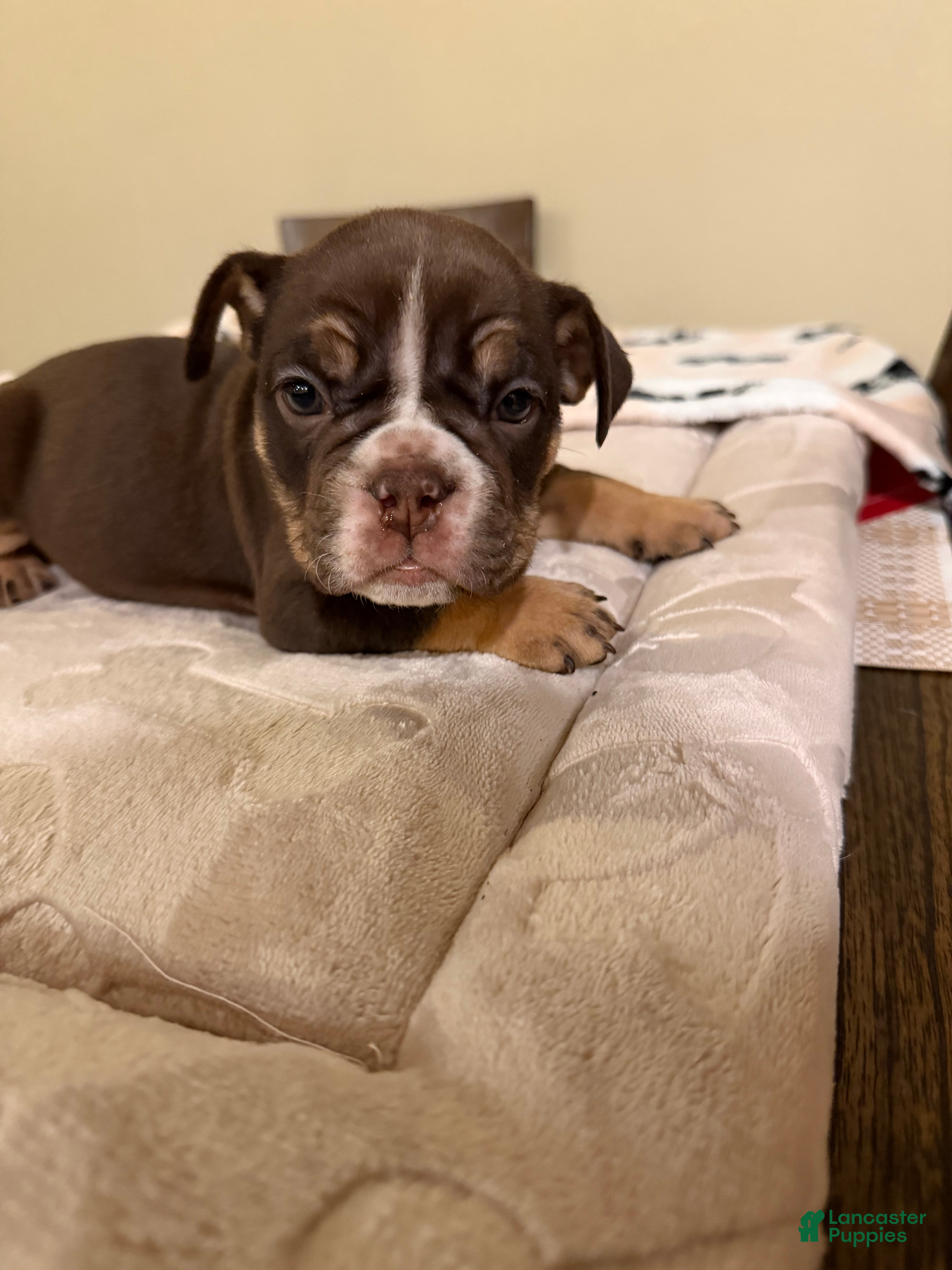 English Bulldog dogs Athena - Ad 2