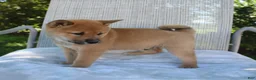 Shiba Inu dogs for sale: Lucky - Ad 10