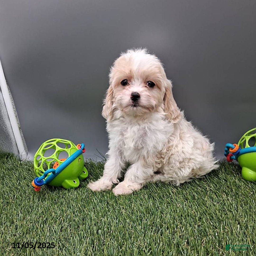 Cockapoo dogs for sale: Candy - Ad 4