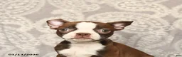Boston Terrier dogs for sale: Jasmine - Ad 5