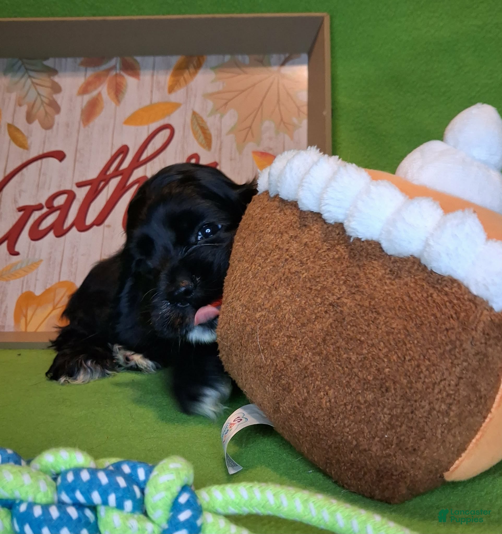 Cocker Spaniel dogs for sale: Julia - Ad 21
