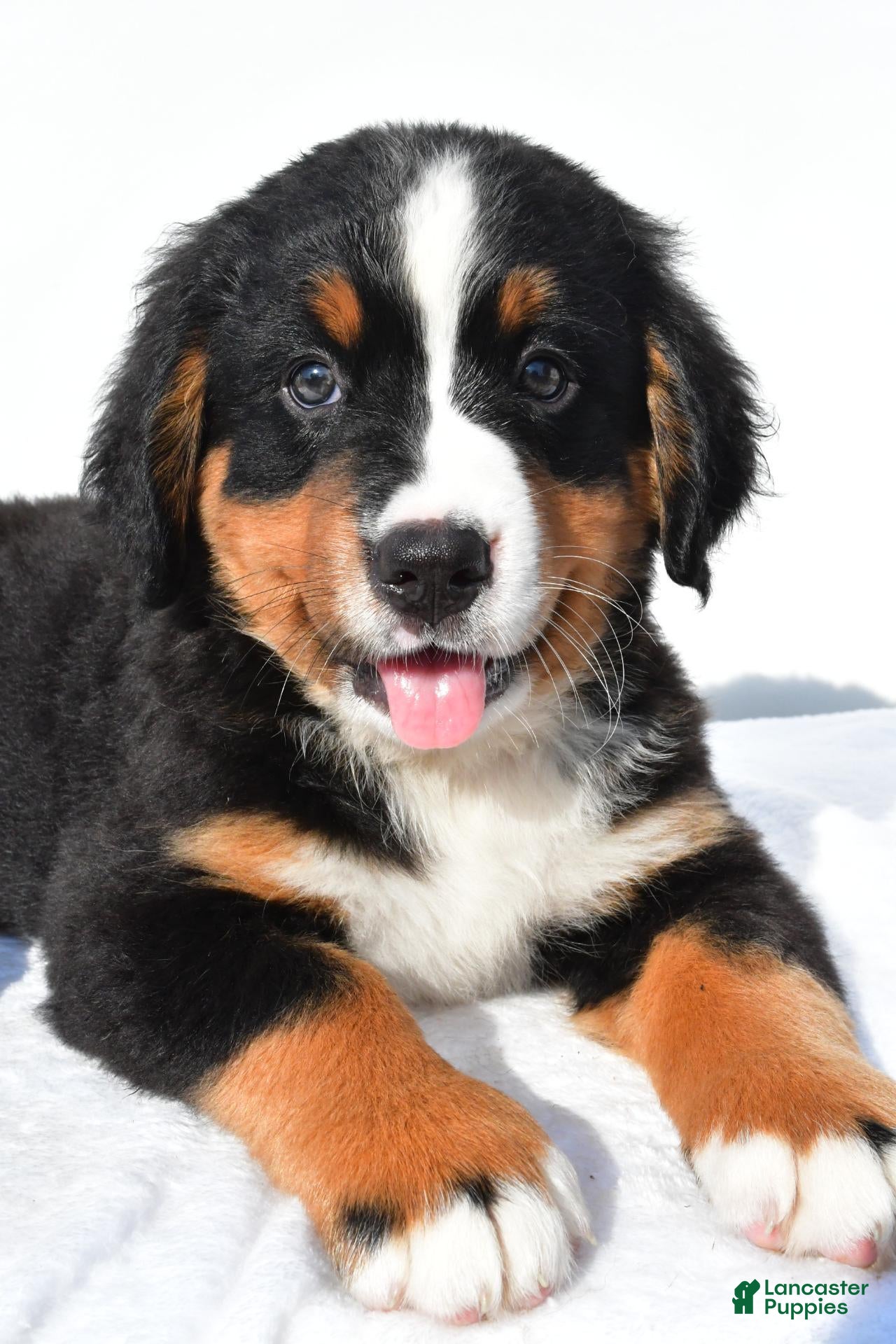 Bernese Mountain Dog dogs Piper - Ad 2
