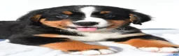 Bernese Mountain Dog dogs for sale: Piper - Ad 2