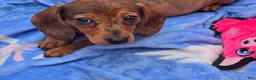 Miniature Dachshund dogs for sale: Julie - Ad 2