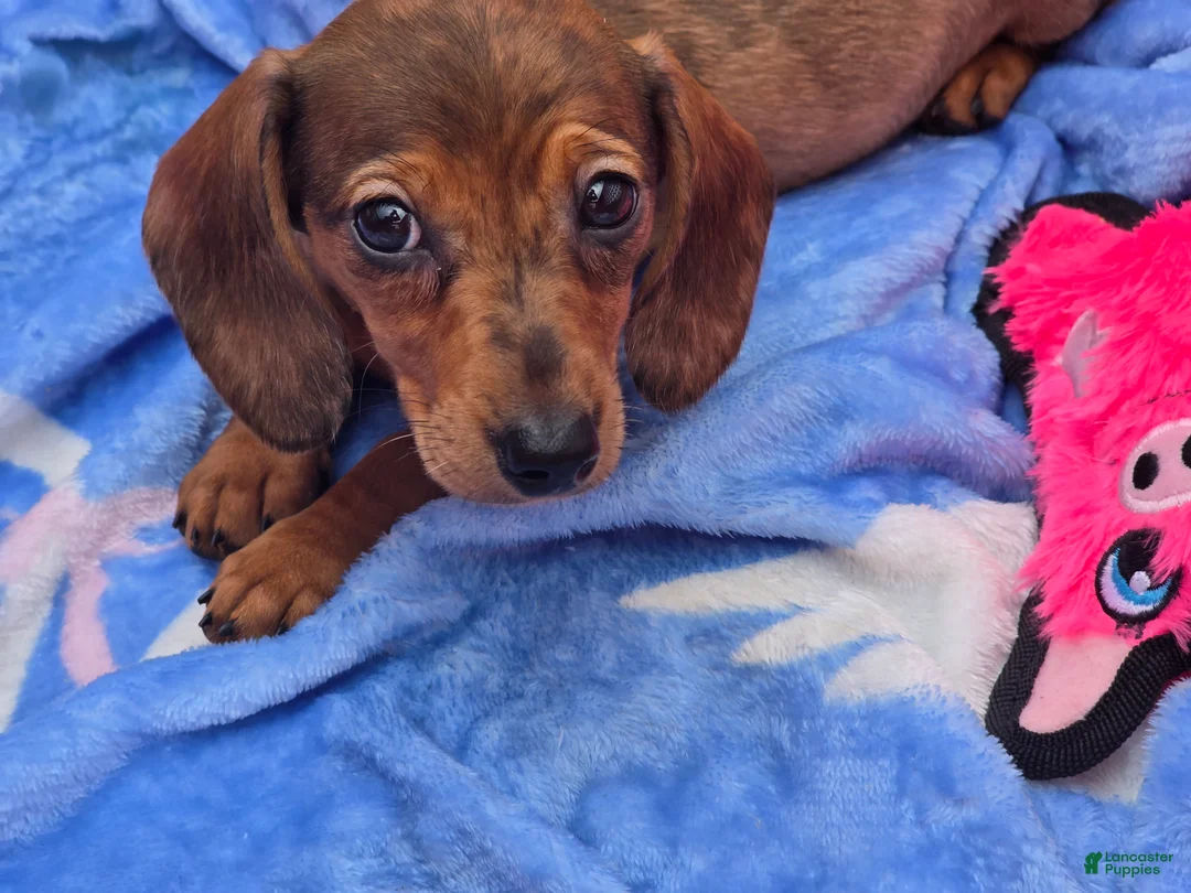 Miniature Dachshund dogs for sale: Julie - Ad 2