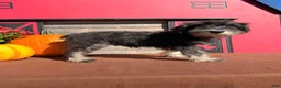 Miniature Schnauzer dogs for sale: Tiffany Miniature Schnauzer  - Ad 4