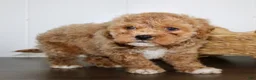 Cavapoochon dogs for sale: Travis - Ad 6