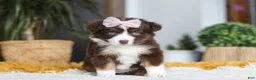 Australian Shepherd dogs for sale: Adelaide - Ad 1
