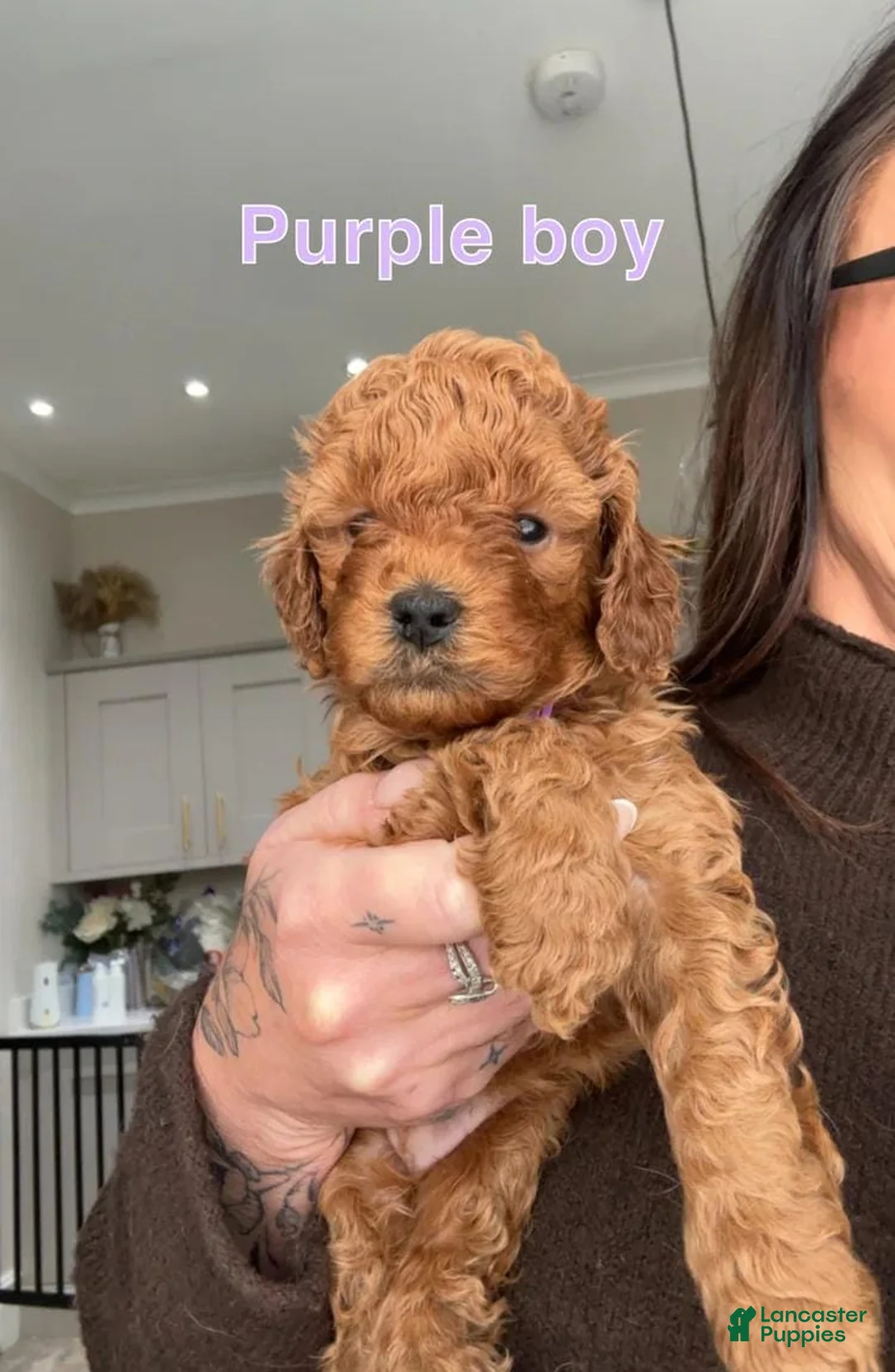 Cavapoo dogs for sale: Kenny - Ad 12