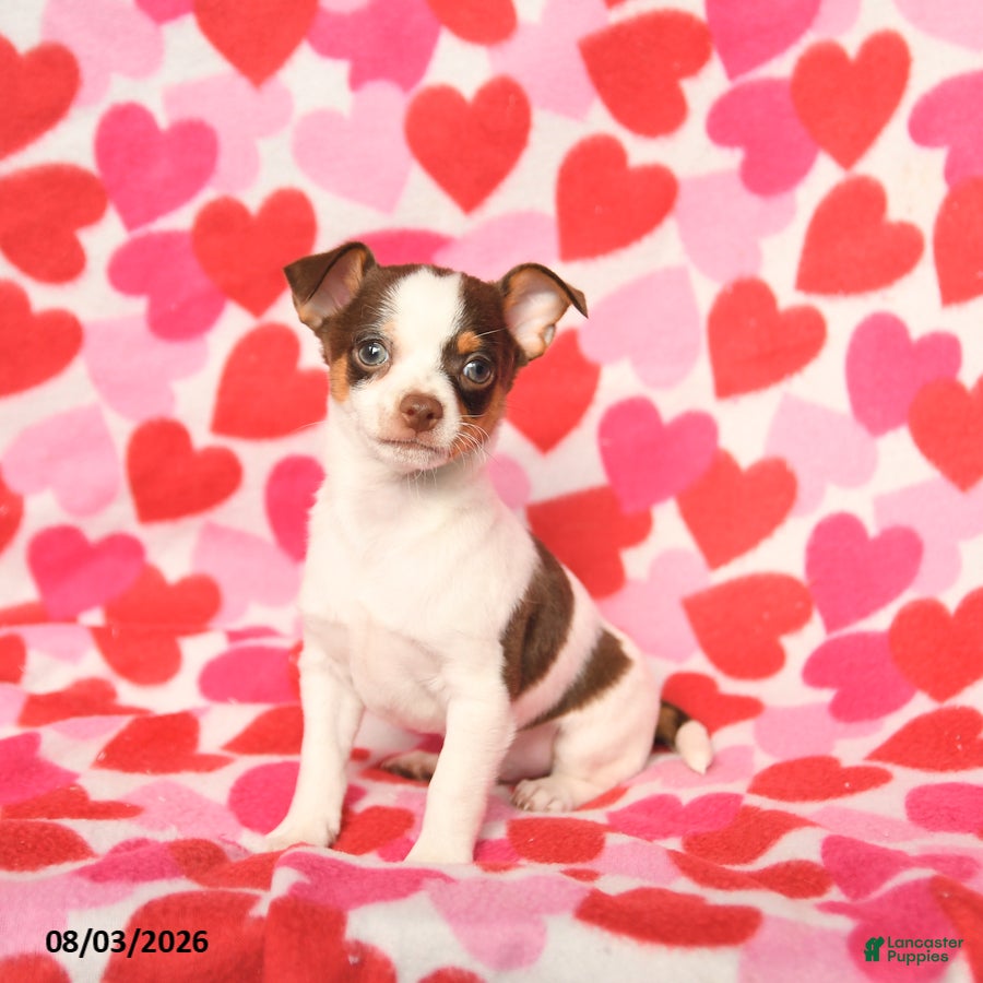 Chihuahua dogs Peanut  - Ad 1