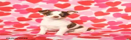 Chihuahua dogs for sale: Peanut  - Ad 1