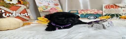 Yorkiepoo dogs for sale: Anna Joy - Ad 2