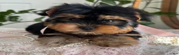 Yorkshire Terrier dogs for sale: Baby Paige - Ad 9