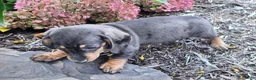 Miniature Dachshund dogs for sale: Truffle  - Ad 11
