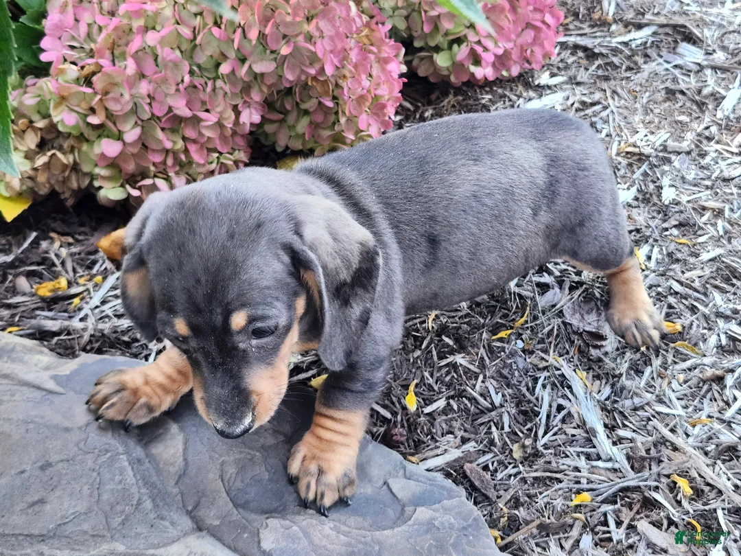 Miniature Dachshund dogs for sale: Truffle  - Ad 11