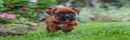 Boxer dogs for sale: Rascal - Ad 4