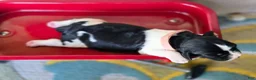 English Springer Spaniel dogs for sale: Coral - Ad 7