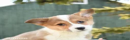 Welsh Corgi Pembroke dogs for sale: Shadow - Ad 5