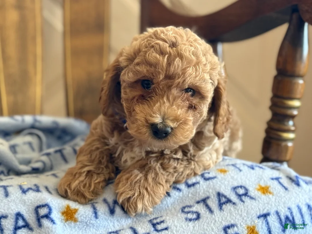 Bichpoo dogs for sale: Barry - Ad 3