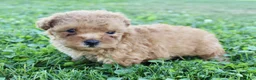Yorkiepoo dogs for sale: Fiona - Ad 5