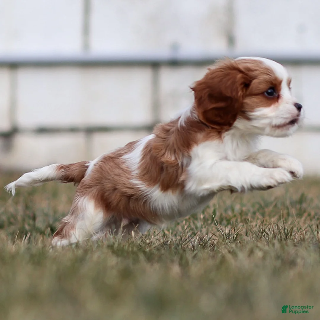 Cavalier King Charles Spaniel dogs for sale: Liam - Ad 4