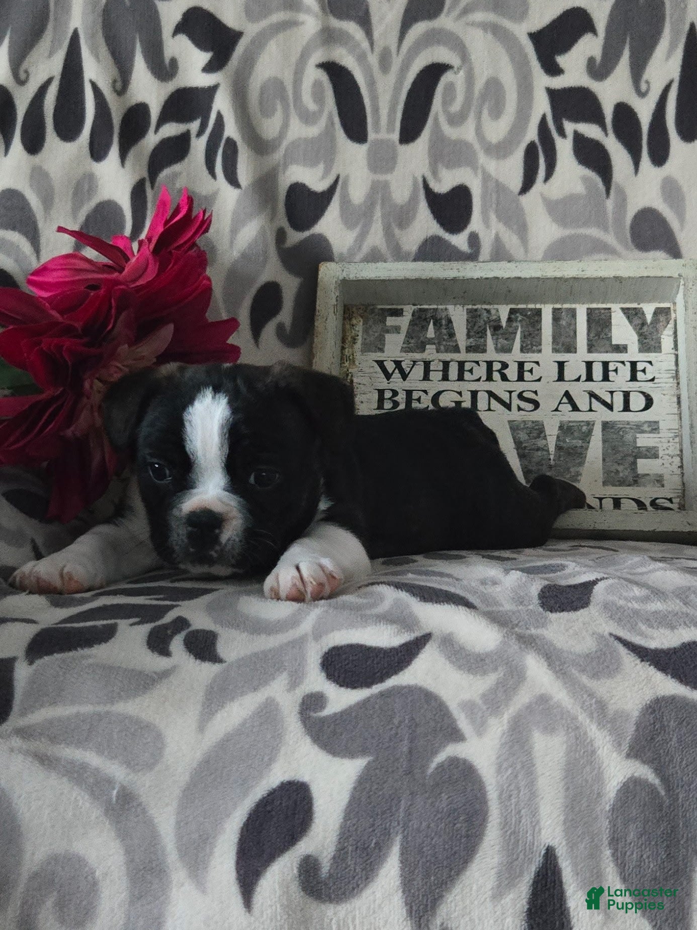 Mixed Breed dogs Grace - Ad 2