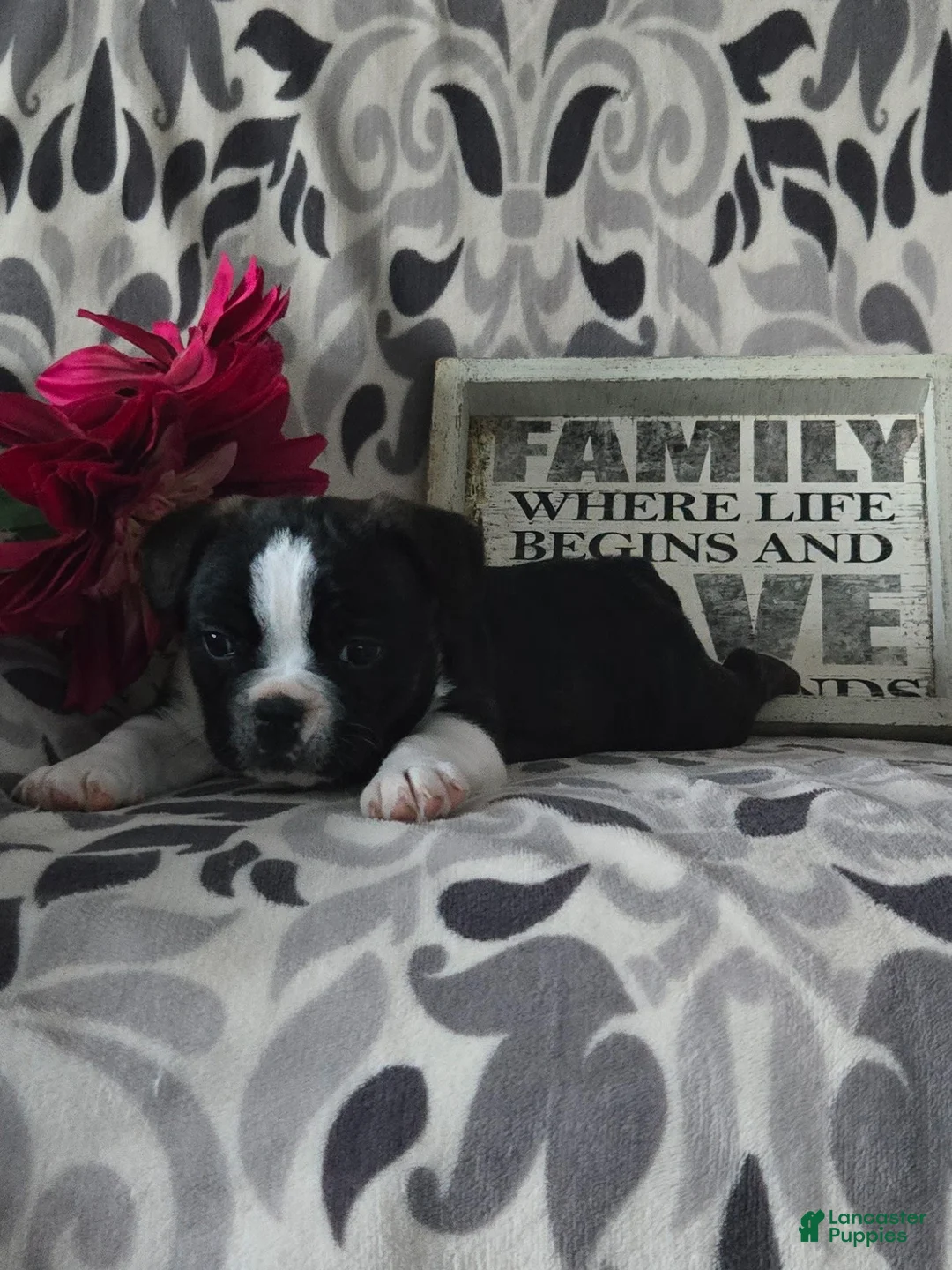 Mixed Breed dogs for sale: Grace - Ad 2