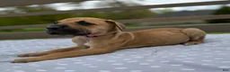 Great Dane dogs for sale: Gemelli (Pink) - Ad 3