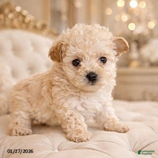 Yorkiepoo dogs Kelly - Ad 24