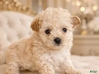 Yorkiepoo dogs Kelly - Ad 24