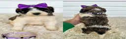 Saint Berdoodles dogs for sale: Giana - standard f1b - Ad 2