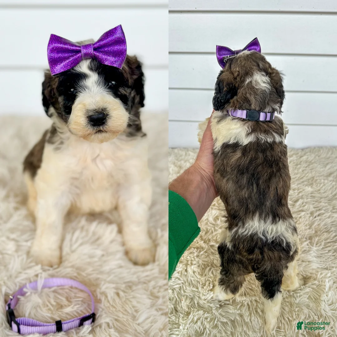 Saint Berdoodles dogs for sale: Giana - standard f1b - Ad 2