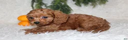 Mini Goldendoodle dogs for sale: Mini Goldendoodle 3 - Ad 1