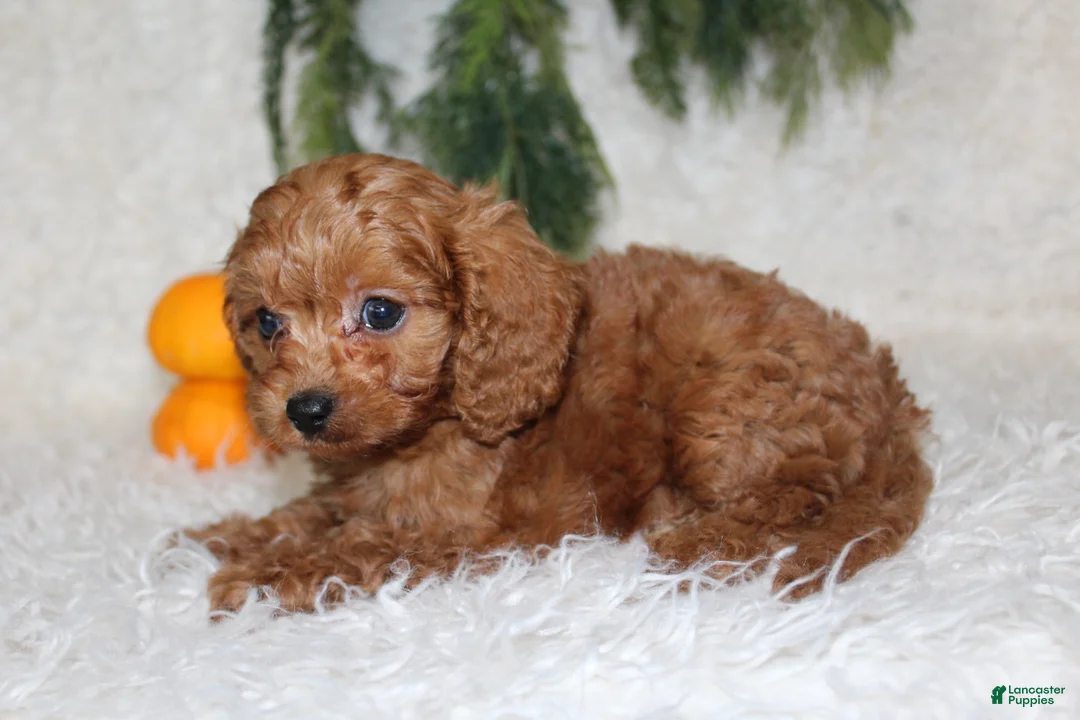 Mini Goldendoodle dogs for sale: Mini Goldendoodle 3 - Ad 1
