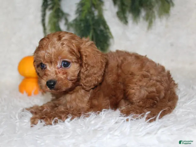 Cavapoo dogs for sale: F1B Cavapoo 3 - Ad 25