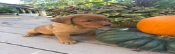 Labrador Retriever dogs for sale: Bailey - Ad 9