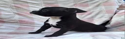Mixed Breed dogs for sale: Lil Lady - Ad 5