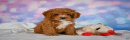Cavapoo dogs for sale: Candy - Ad 12