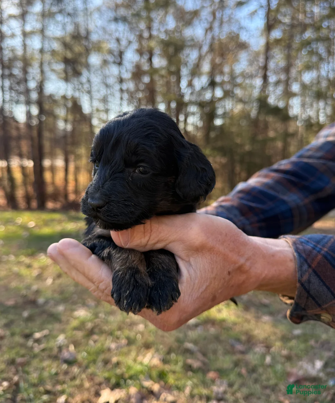 Goldendoodle dogs for sale: Goldendoodle Puppy 5 - Ad 2
