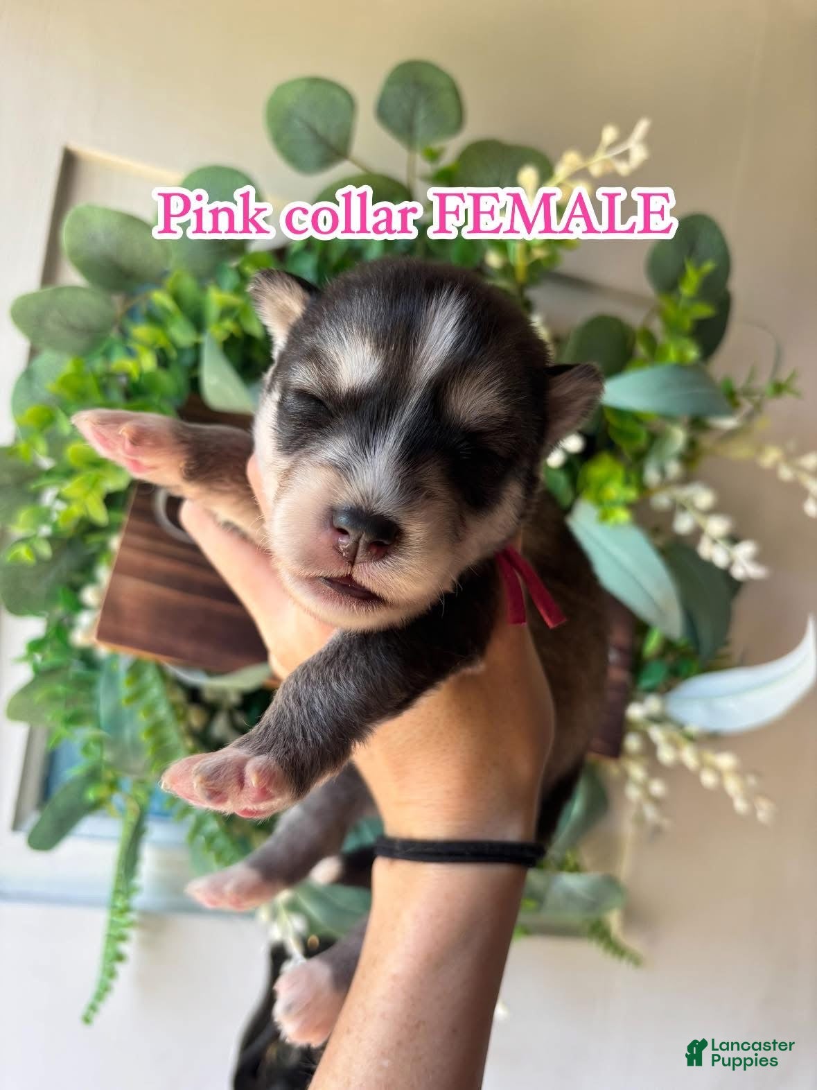 Siberian Husky dogs Pink collar female - Ad 28