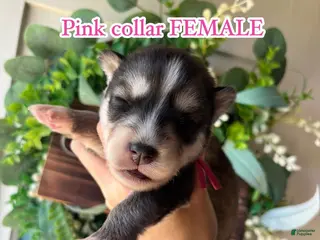 Siberian Husky dogs Pink collar female - Ad 21