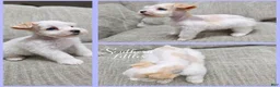 Miniature Schnauzer dogs for sale: Rapunzel  - Ad 3