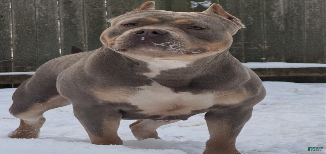 Gallery Image {{count}}