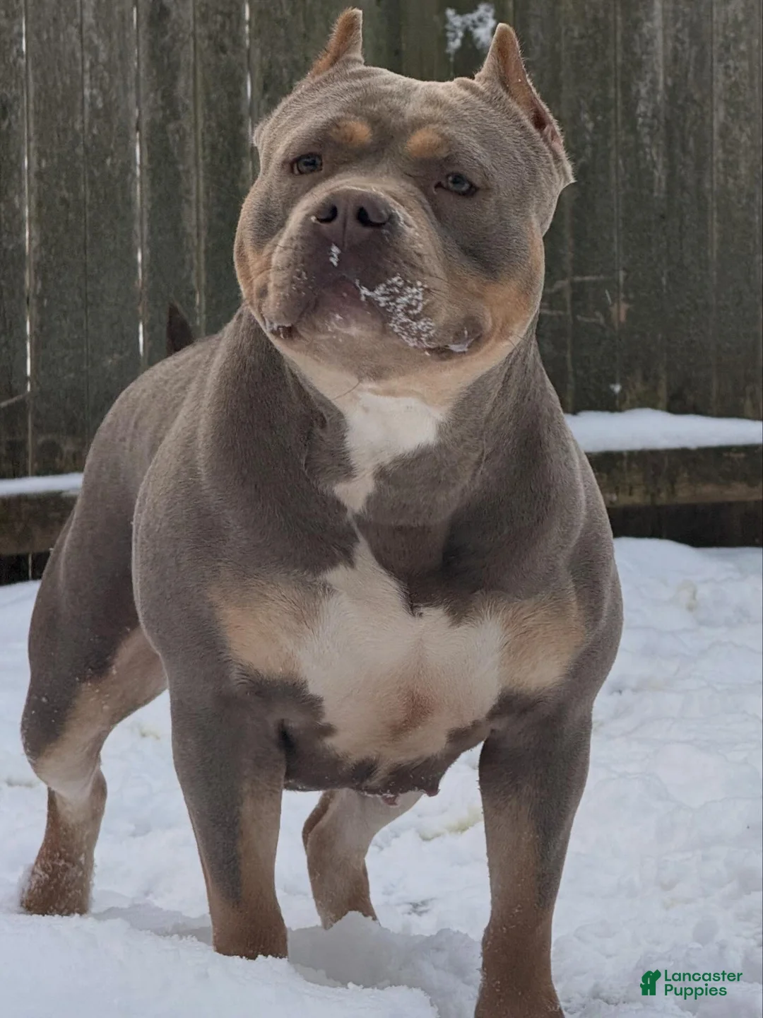 Gallery Image {{count}}